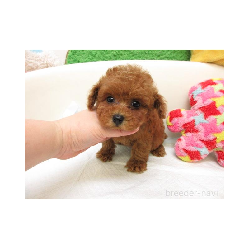 販売中の大阪府のトイプードル-449385の2枚目