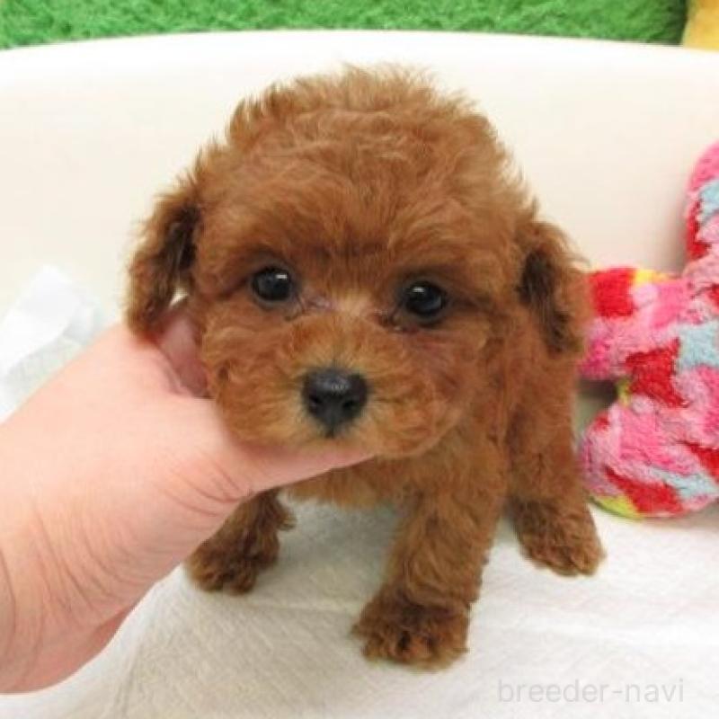 販売中の大阪府のトイプードル-449385