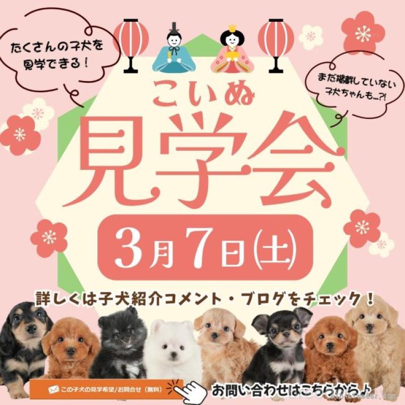 販売中の埼玉県のマルプー:マルチーズ×トイプードル-449696の16枚目