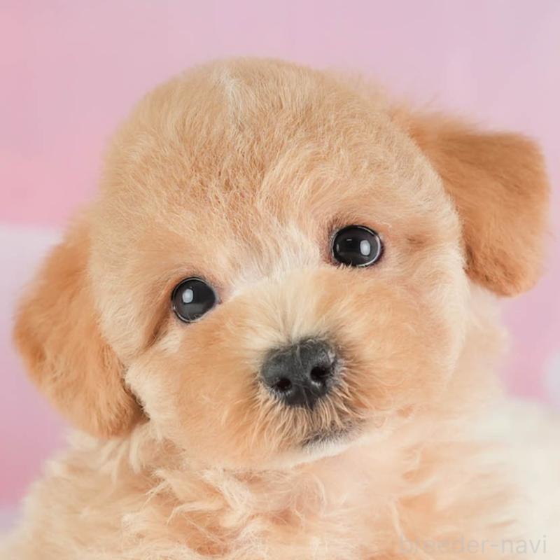 販売中の埼玉県のマルプー:マルチーズ×トイプードル-449692の1枚目