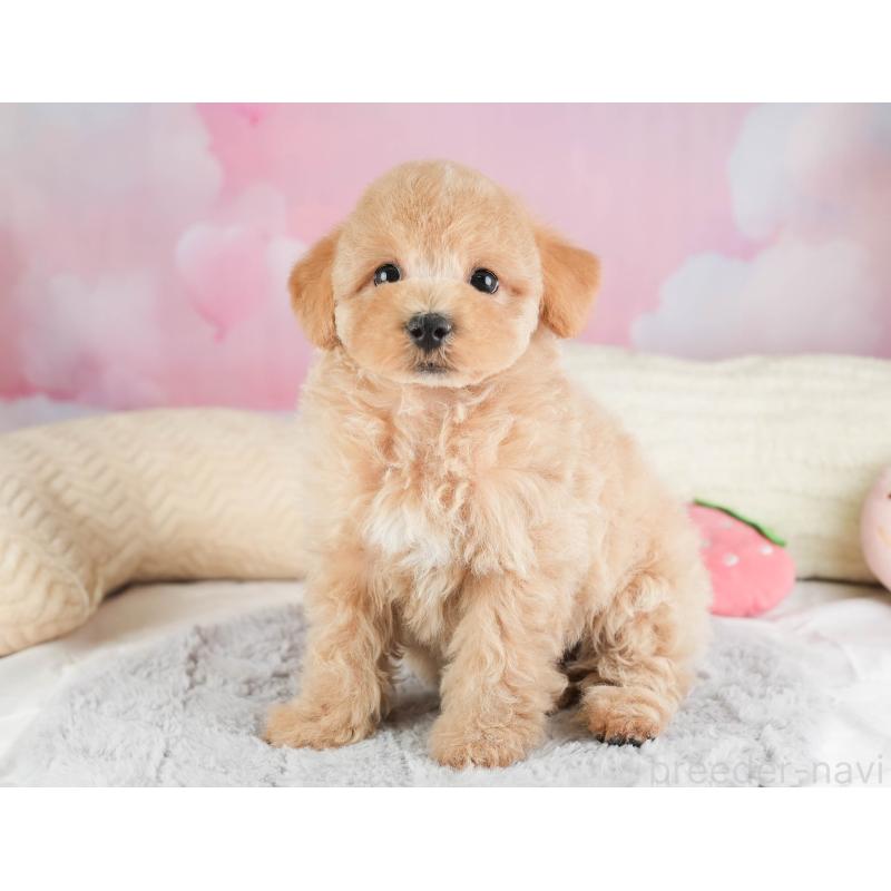 販売中の埼玉県のマルプー:マルチーズ×トイプードル-449692の11枚目