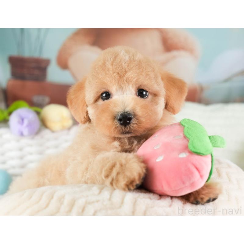 販売中の埼玉県のマルプー:マルチーズ×トイプードル-449692の10枚目