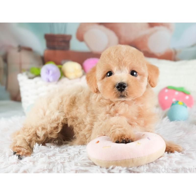 販売中の埼玉県のマルプー:マルチーズ×トイプードル-449692の9枚目