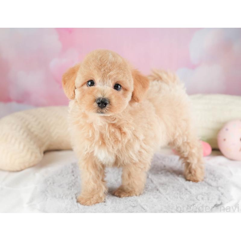 販売中の埼玉県のマルプー:マルチーズ×トイプードル-449692の8枚目