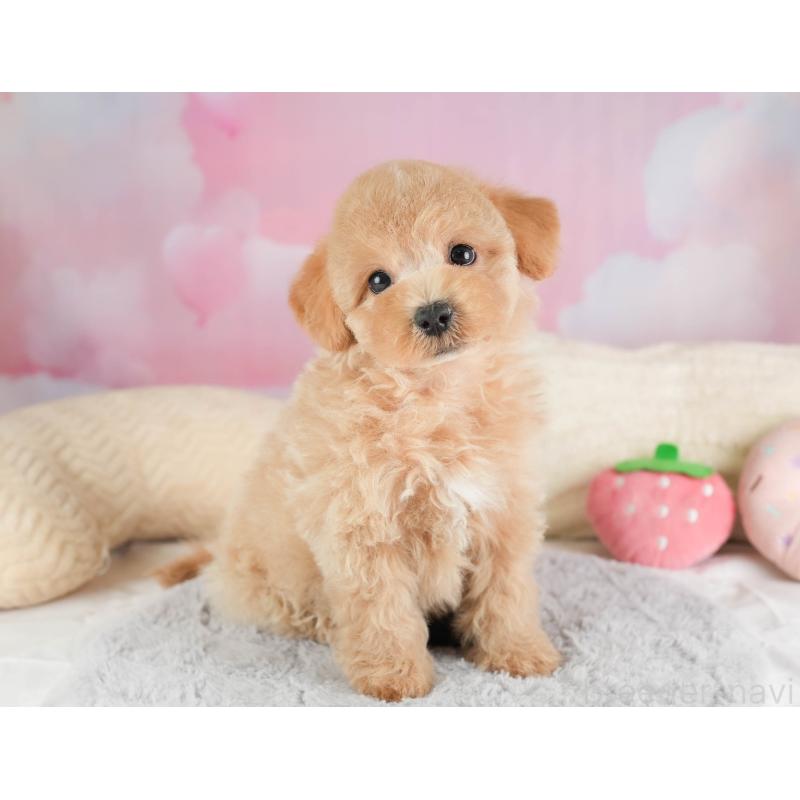 販売中の埼玉県のマルプー:マルチーズ×トイプードル-449692の7枚目