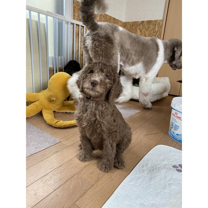 販売中の茨城県のスタンダードプードル-440450の1枚目