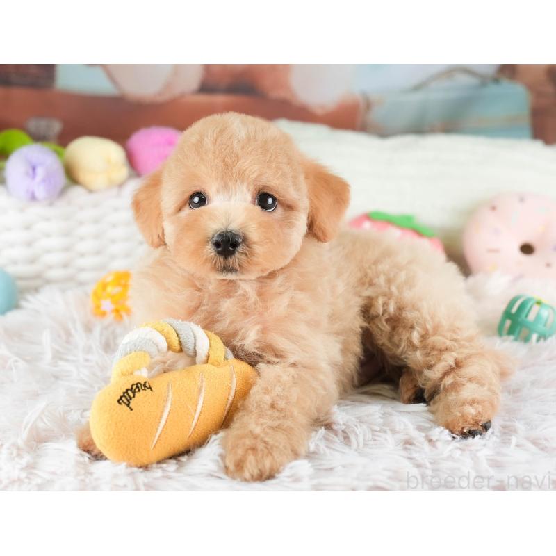 販売中の埼玉県のマルプー:マルチーズ×トイプードル-449692の6枚目