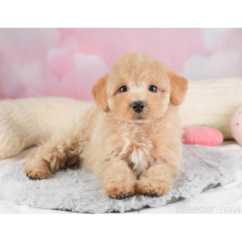 販売中の埼玉県のマルプー:マルチーズ×トイプードル-449692の5枚目