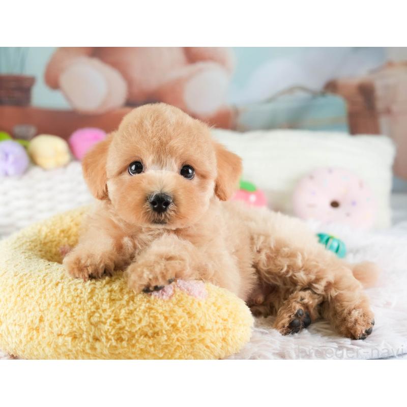 販売中の埼玉県のマルプー:マルチーズ×トイプードル-449692の4枚目