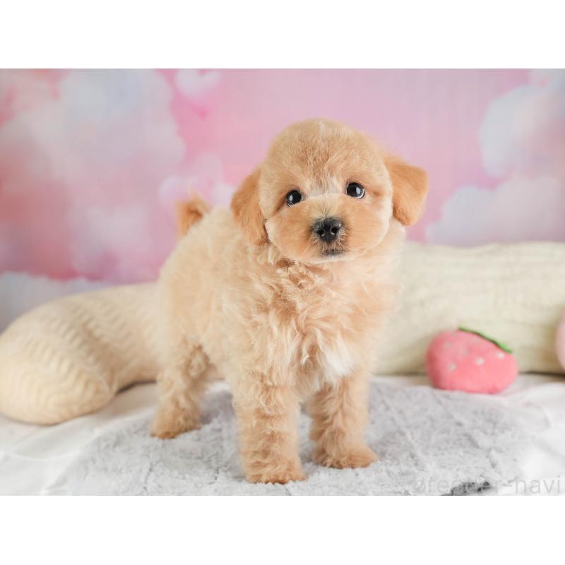 販売中の埼玉県のマルプー:マルチーズ×トイプードル-449692の3枚目