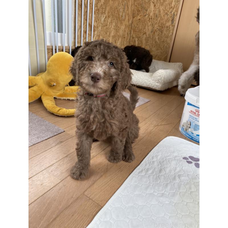 販売中の茨城県のスタンダードプードル-440450の3枚目