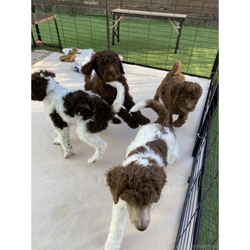 販売中の茨城県のスタンダードプードル-440450の2枚目