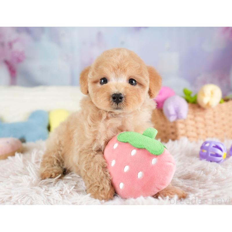 販売中の埼玉県のマルプー:マルチーズ×トイプードル-449691の10枚目