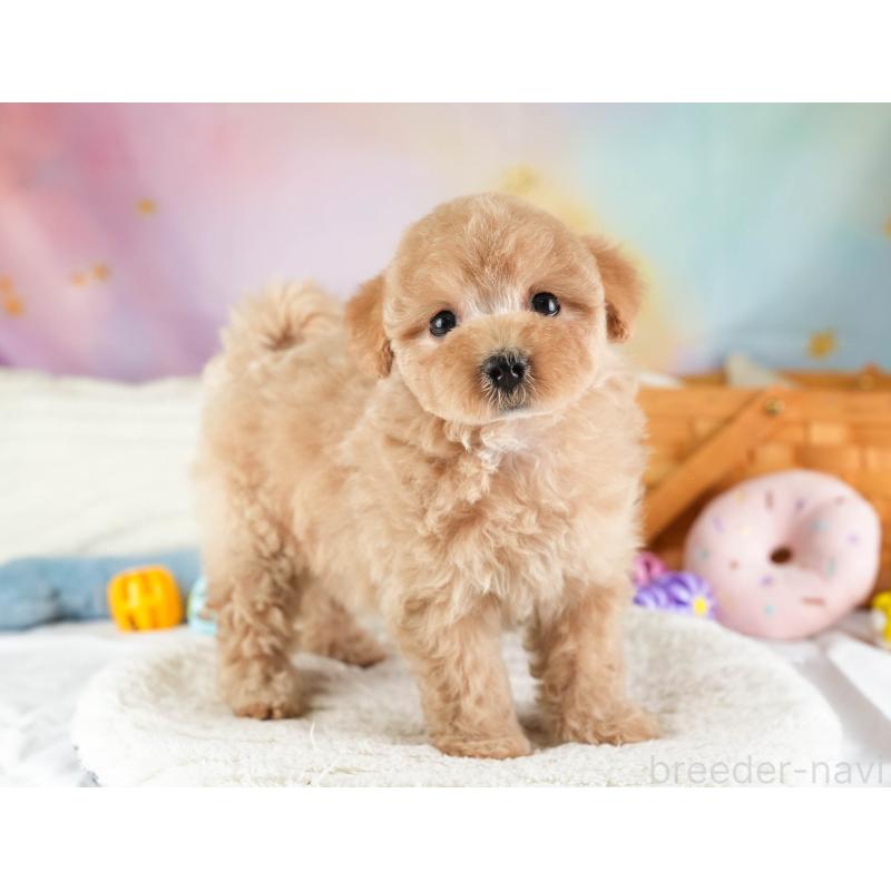 販売中の埼玉県のマルプー:マルチーズ×トイプードル-449691の9枚目