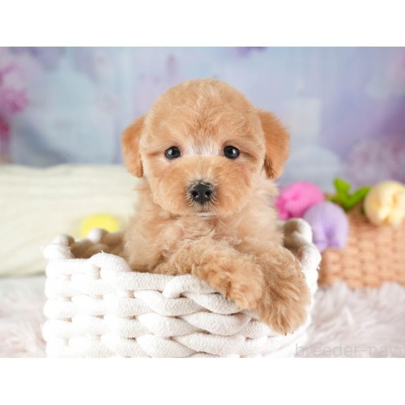 販売中の埼玉県のマルプー:マルチーズ×トイプードル-449691の8枚目