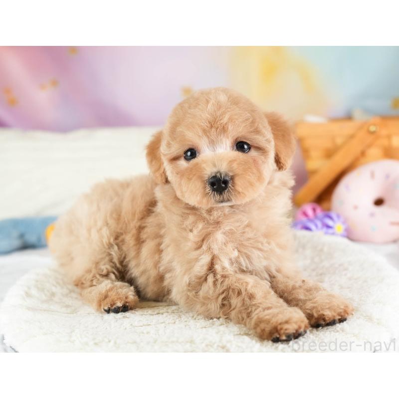 販売中の埼玉県のマルプー:マルチーズ×トイプードル-449691の6枚目