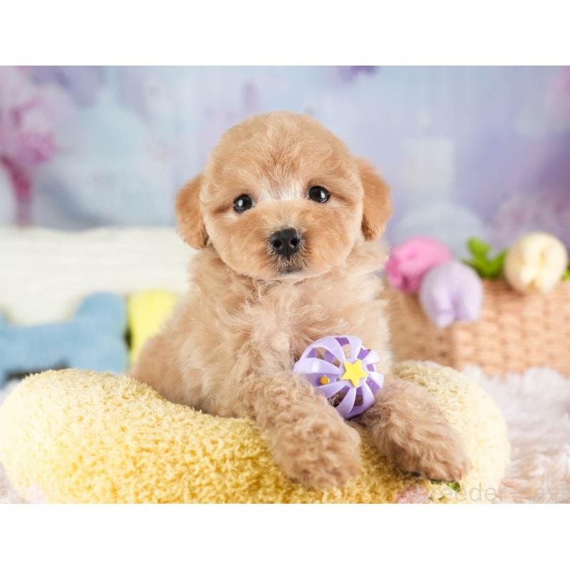 販売中の埼玉県のマルプー:マルチーズ×トイプードル-449691の4枚目