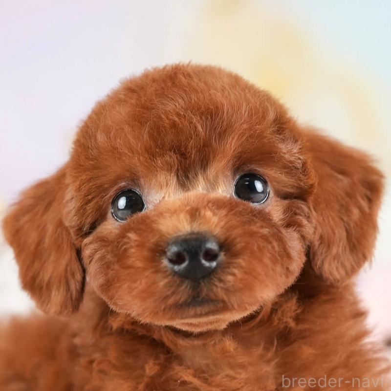 販売中の埼玉県のトイプードル-449688