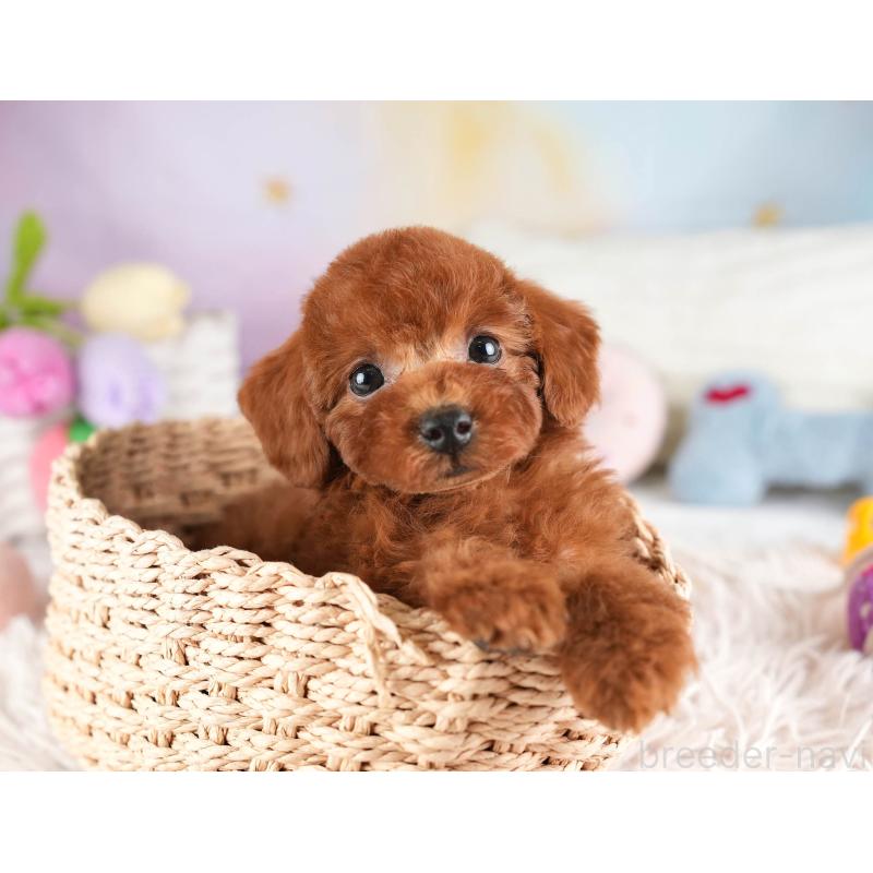 販売中の埼玉県のトイプードル-449688の11枚目