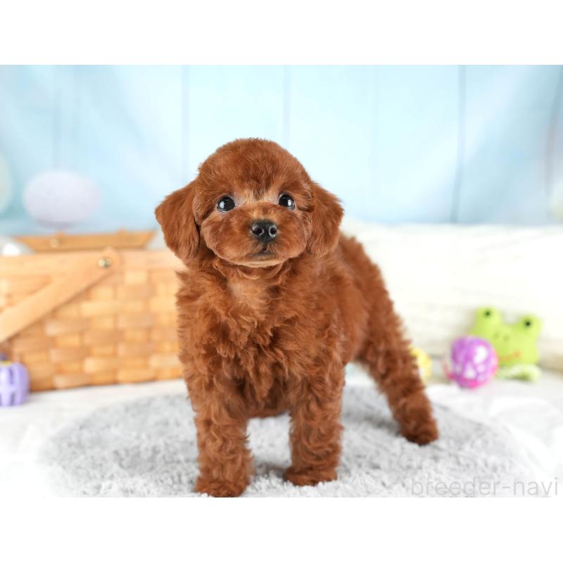 販売中の埼玉県のトイプードル-449688の10枚目