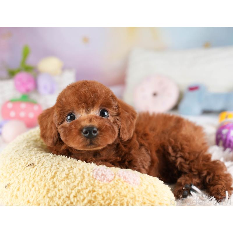 販売中の埼玉県のトイプードル-449688の9枚目