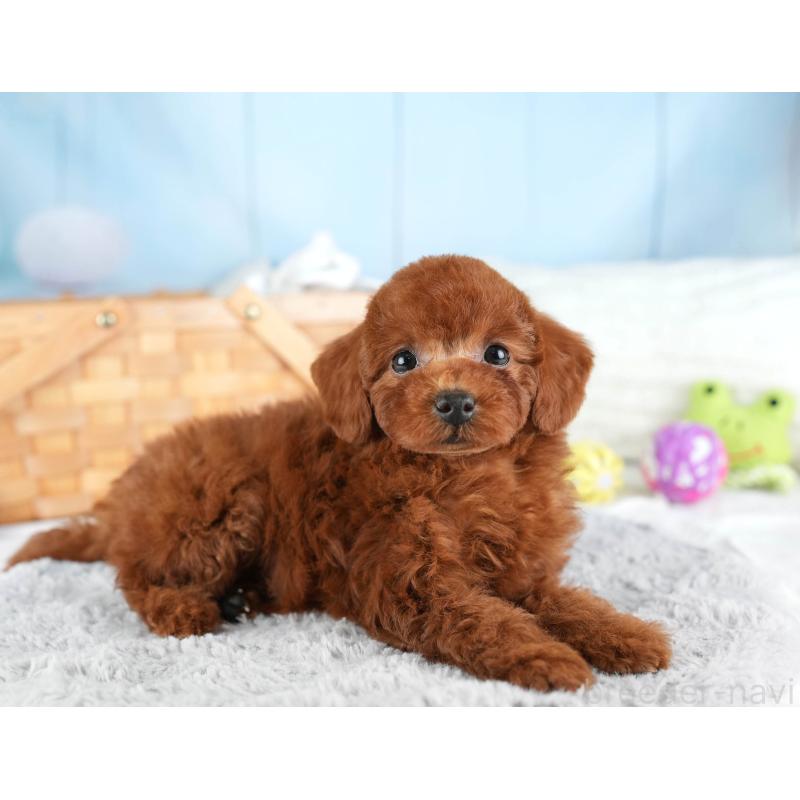 販売中の埼玉県のトイプードル-449688の8枚目