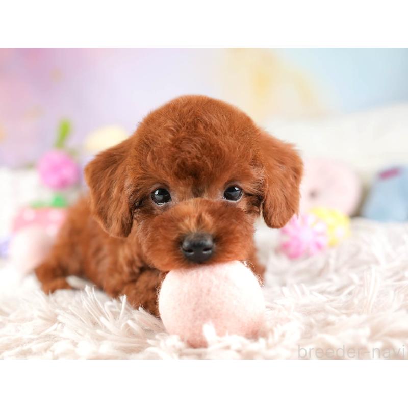 販売中の埼玉県のトイプードル-449688の6枚目