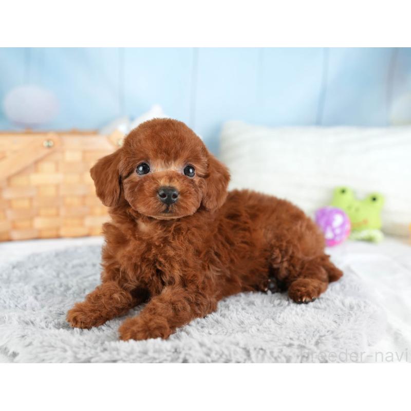 販売中の埼玉県のトイプードル-449688の5枚目