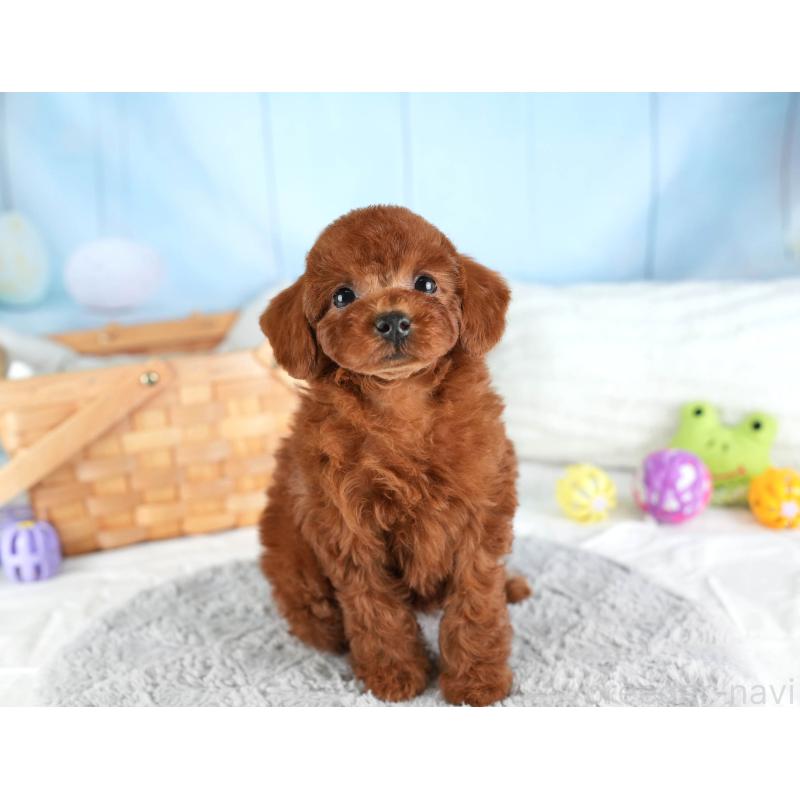 販売中の埼玉県のトイプードル-449688の4枚目