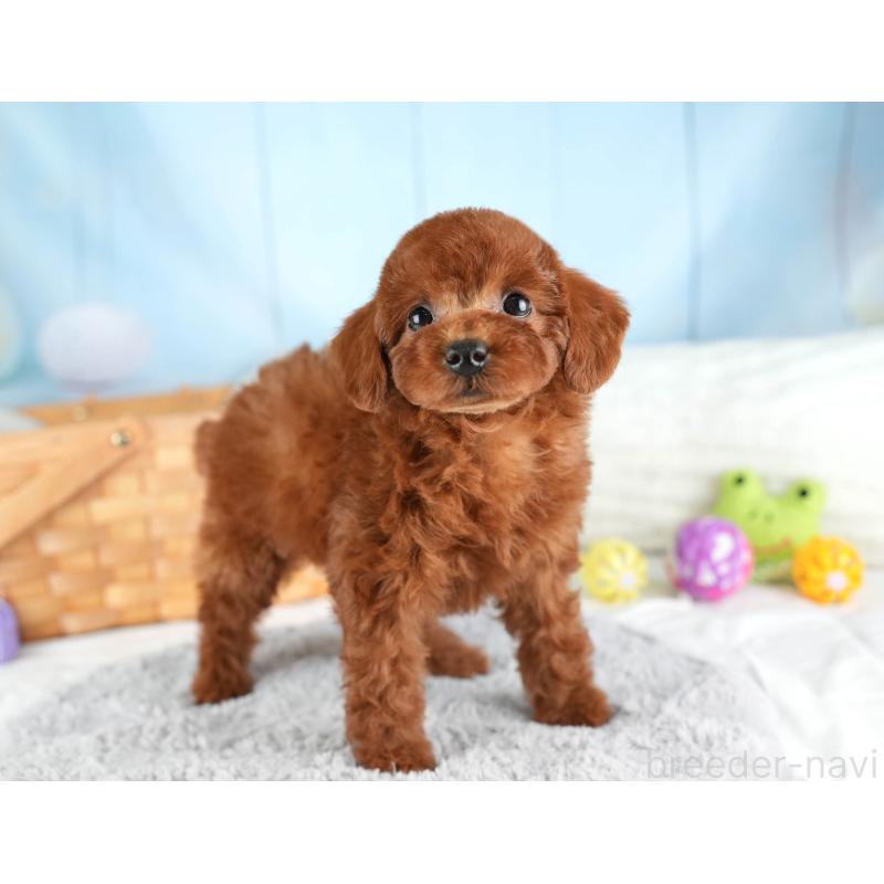 販売中の埼玉県のトイプードル-449688の3枚目