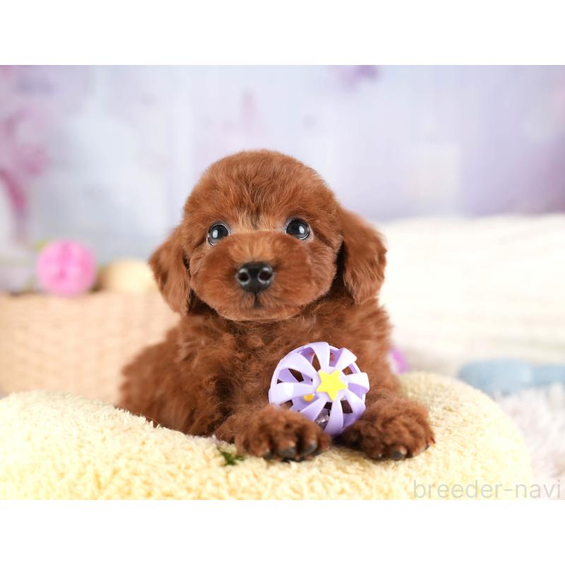 販売中の埼玉県のトイプードル-449687の11枚目