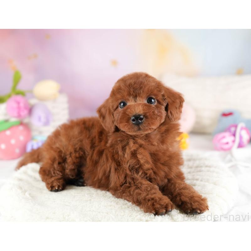 販売中の埼玉県のトイプードル-449687の10枚目