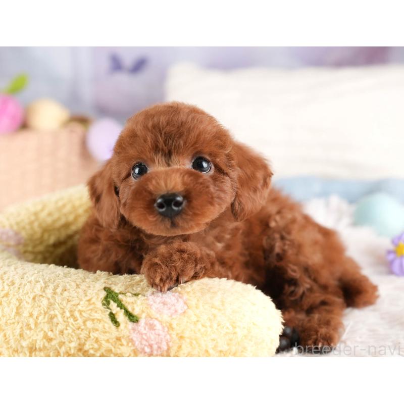 販売中の埼玉県のトイプードル-449687の8枚目