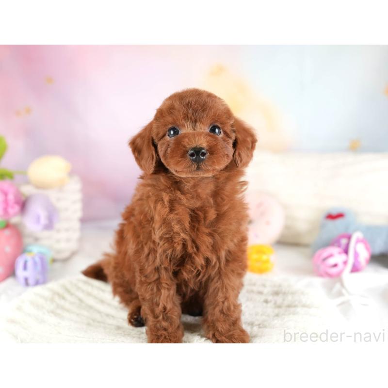 販売中の埼玉県のトイプードル-449687の7枚目