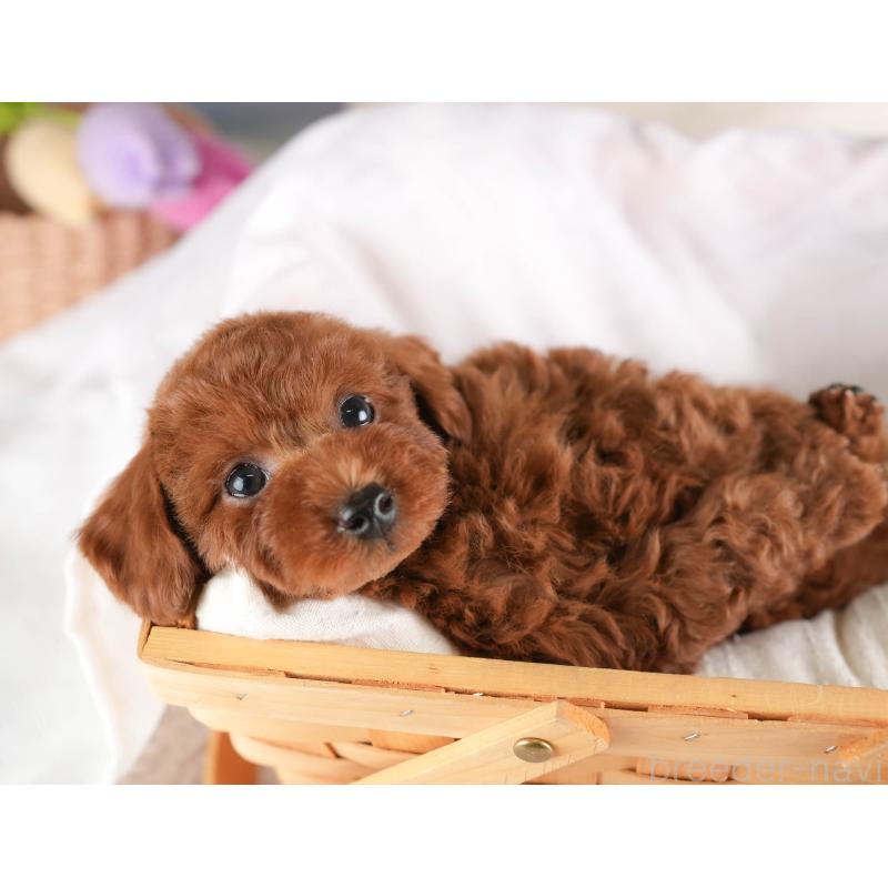 販売中の埼玉県のトイプードル-449687の6枚目