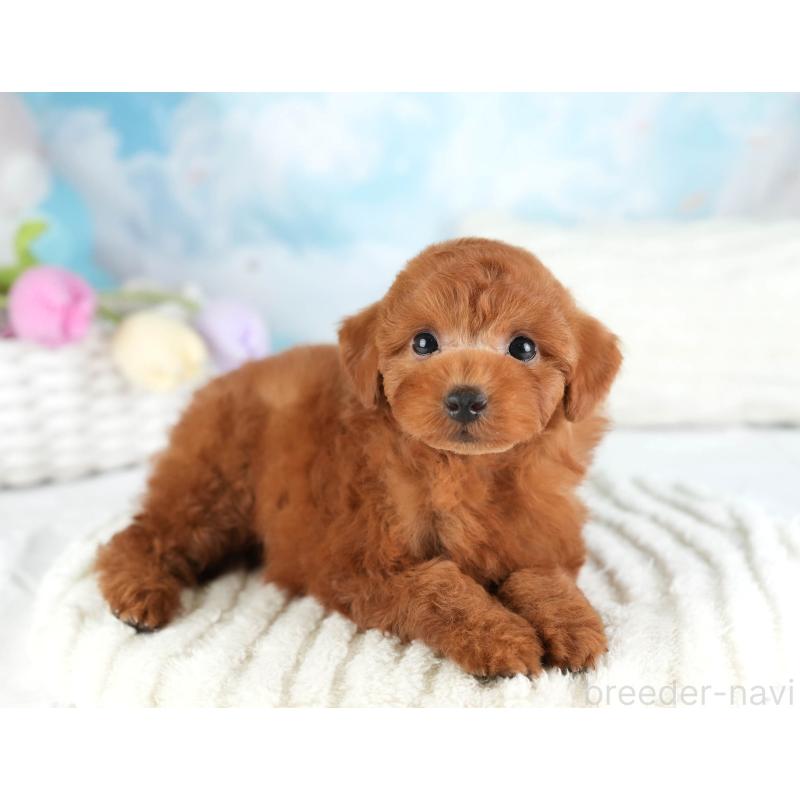 販売中の埼玉県のトイプードル-449684の9枚目