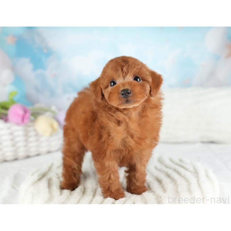 販売中の埼玉県のトイプードル-449684の8枚目