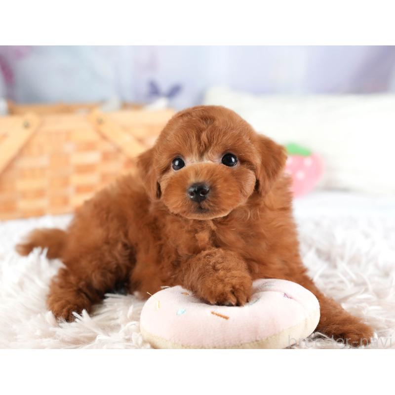 販売中の埼玉県のトイプードル-449684の7枚目