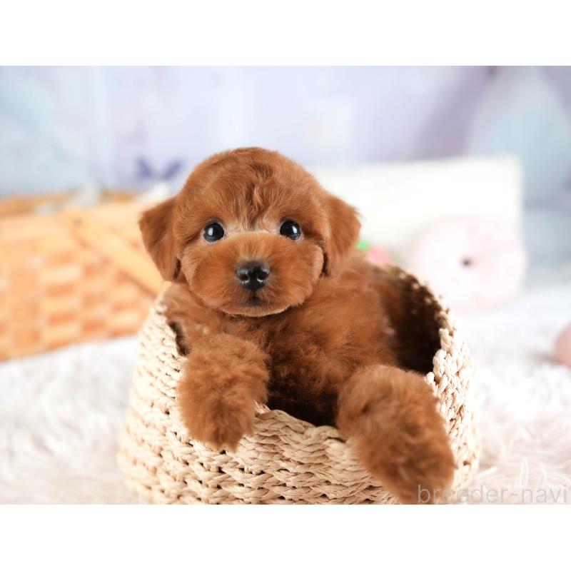 販売中の埼玉県のトイプードル-449684の6枚目