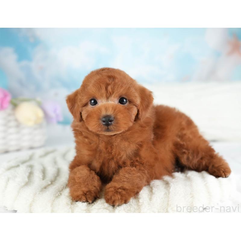 販売中の埼玉県のトイプードル-449684の5枚目