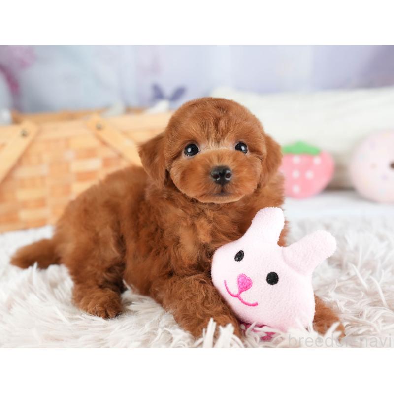 販売中の埼玉県のトイプードル-449684の4枚目