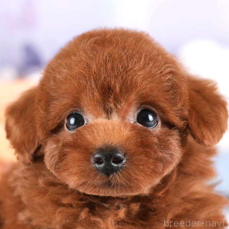 販売中の埼玉県のトイプードル-449683の1枚目