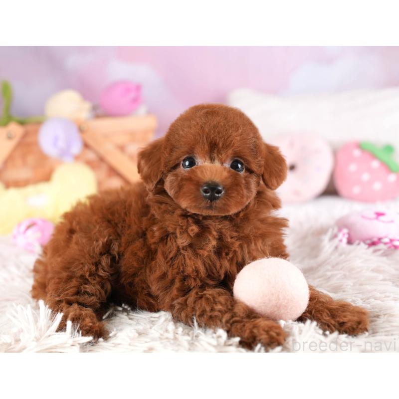 販売中の埼玉県のトイプードル-449683の11枚目