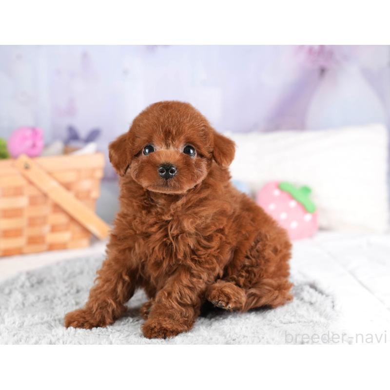 販売中の埼玉県のトイプードル-449683の10枚目