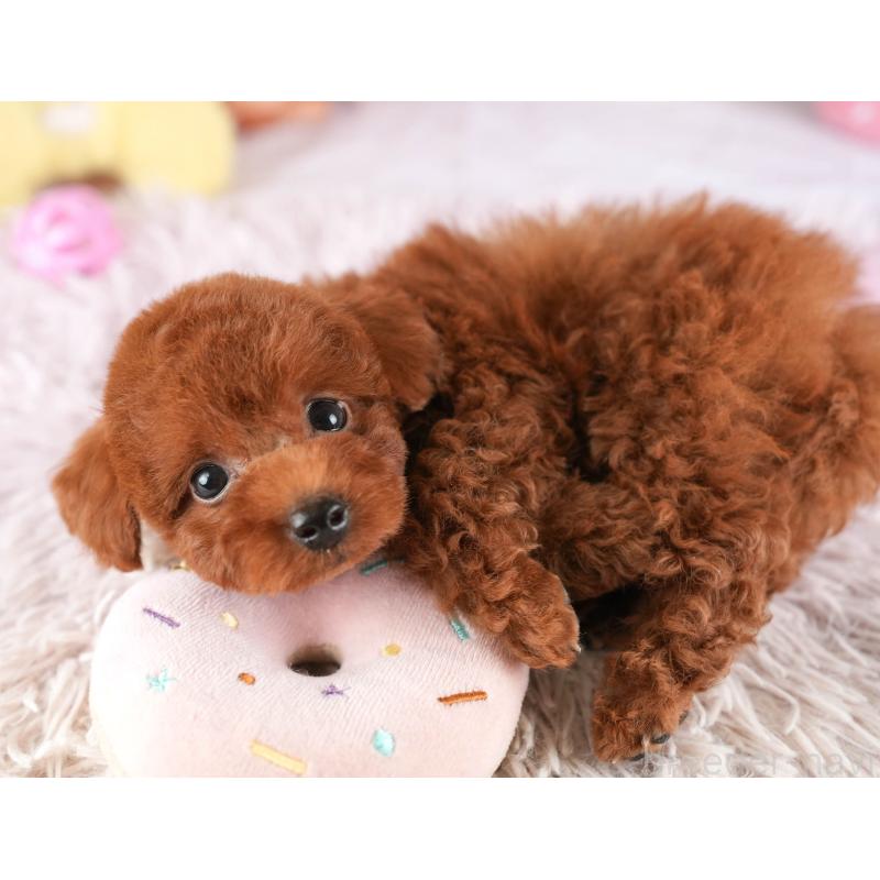 販売中の埼玉県のトイプードル-449683の9枚目