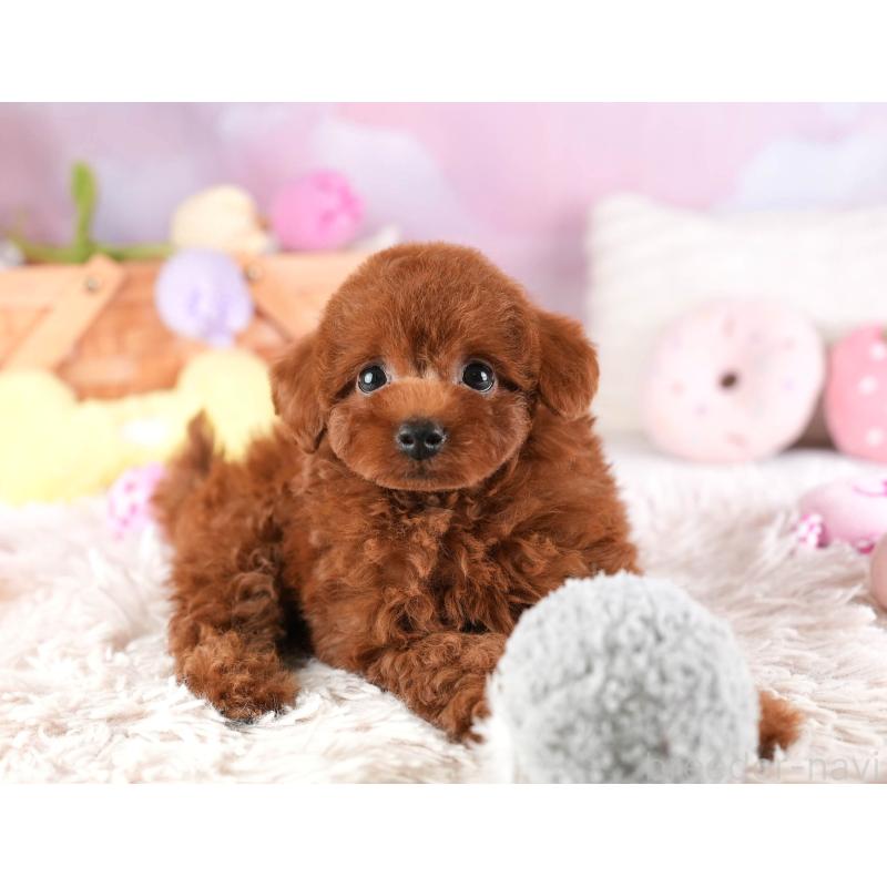 販売中の埼玉県のトイプードル-449683の8枚目