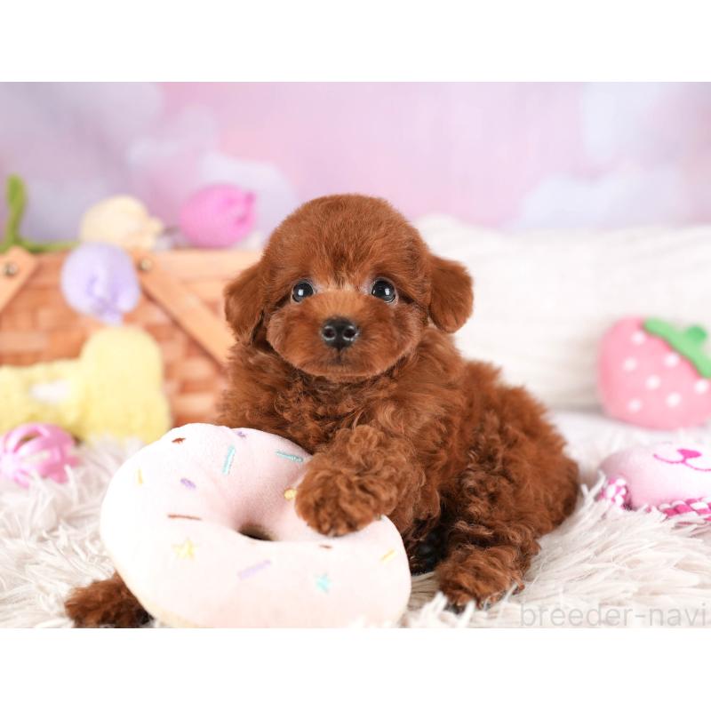 販売中の埼玉県のトイプードル-449683の7枚目