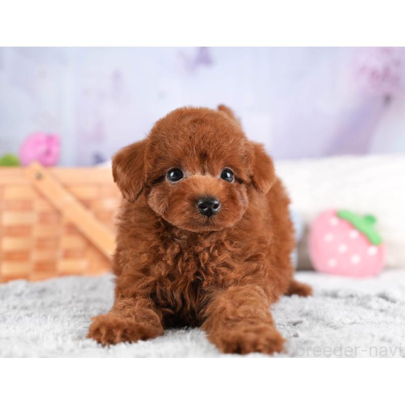 販売中の埼玉県のトイプードル-449683の6枚目