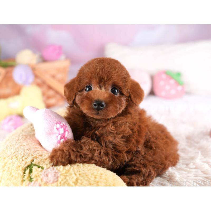 販売中の埼玉県のトイプードル-449683の5枚目