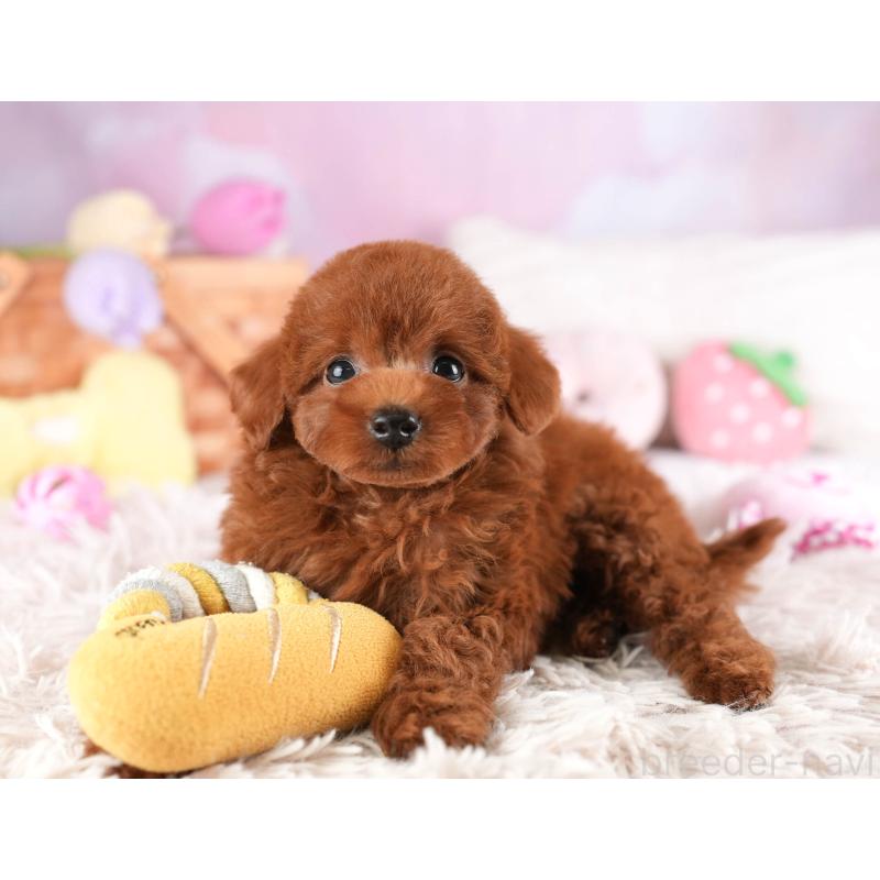 販売中の埼玉県のトイプードル-449683の3枚目